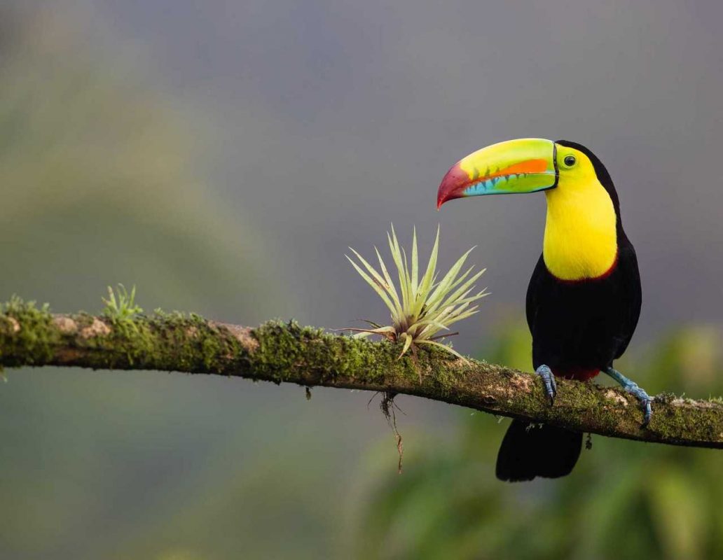 Atalante Costa Rica : volcans, jungle et océan Pacifique en petit groupe