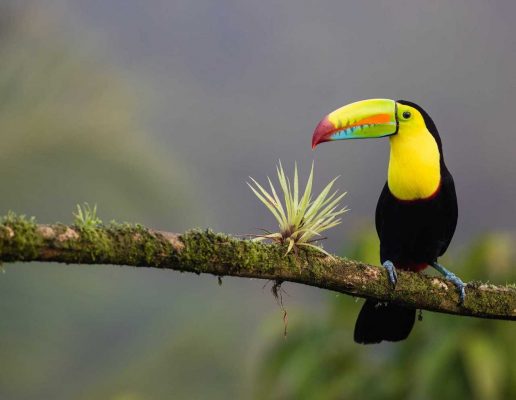 Atalante Costa Rica : volcans, jungle et océan Pacifique en petit groupe