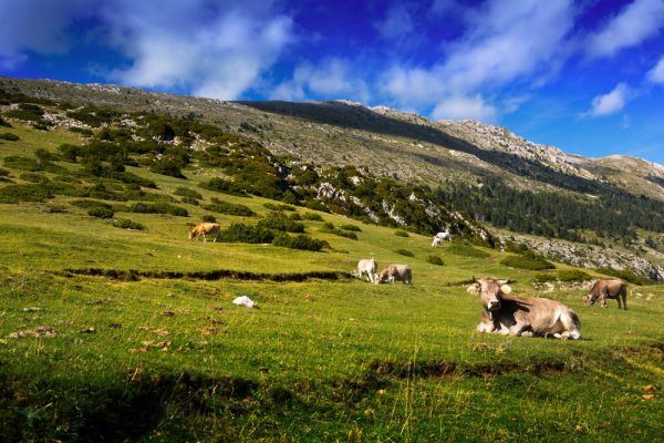 "Pâturages de montagne en Auvergne, région des volcans du Puy-de-Dôme"