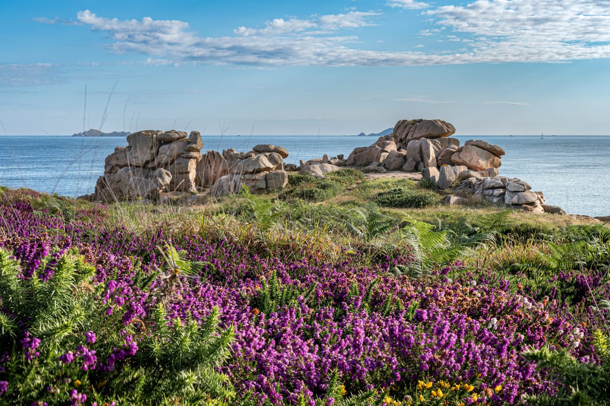 Bruyères et rochers Ploumanac'h, Perros-Guirec, France